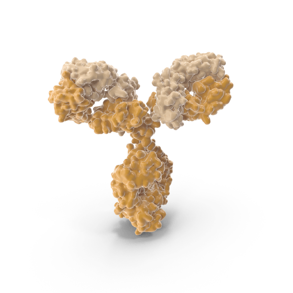 SCD1 Antibody Primary Rabbit	Polyclonal size: 200µL